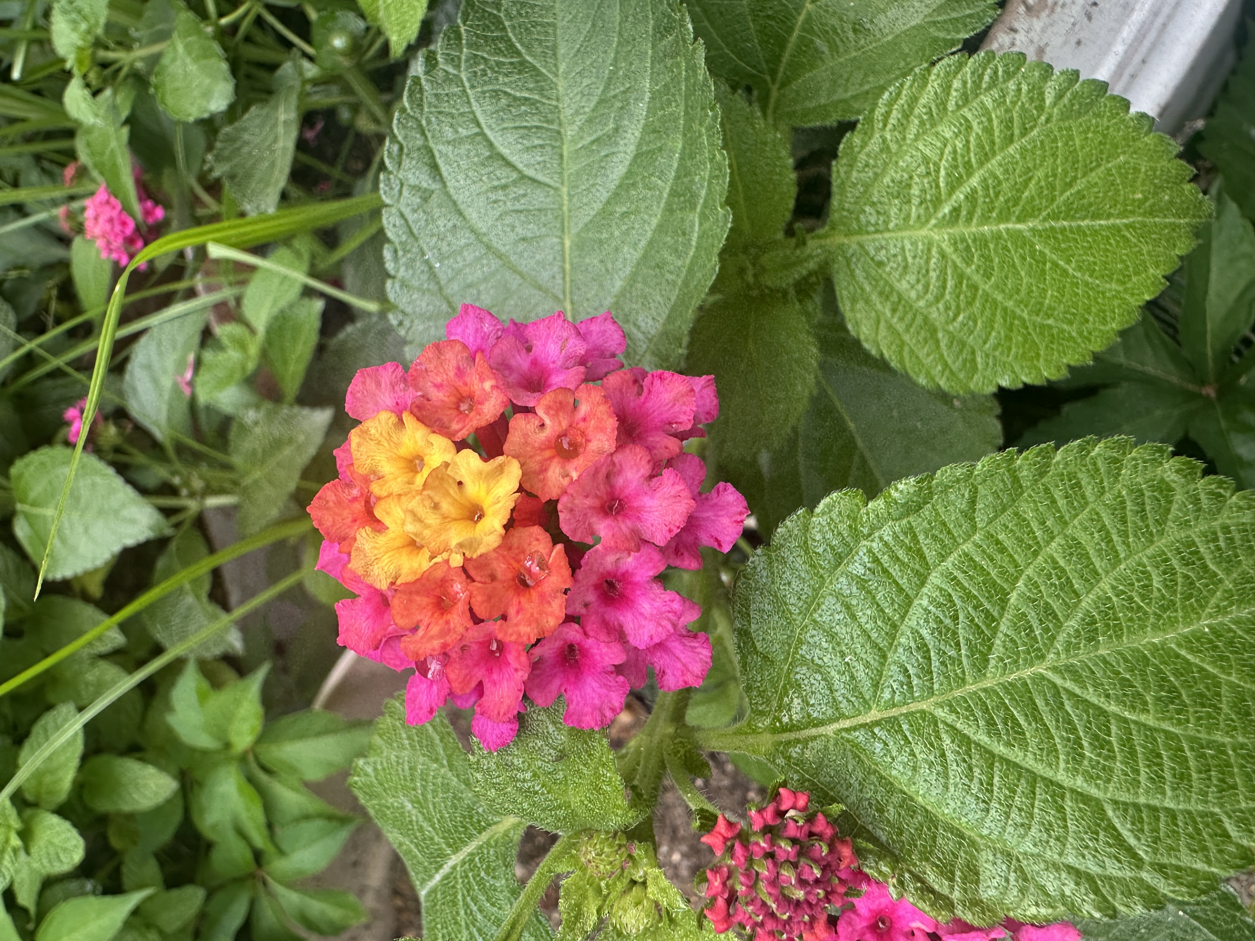 Rainbow Garden